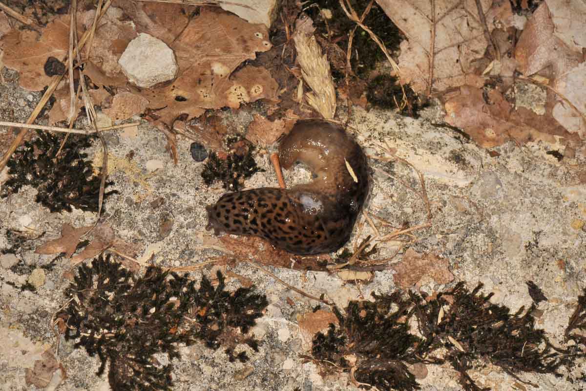 Limax in accoppiamento da id: